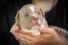 Photo №1. american bully - à vendre en ville de Москва | 1602€ | Annonce №54828