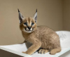 Photo №1. caracal - à vendre en ville de Berne | négocié | Annonce № 120133