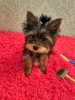 Photo №1. yorkshire terrier - à vendre en ville de Saratov | 370€ | Annonce №69405