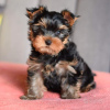 Photo №2 de l'annonce № 119346 de la vente yorkshire terrier - acheter à Allemagne annonce privée