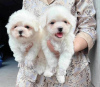 Photo №3. Chiots Cavapoo. Suisse