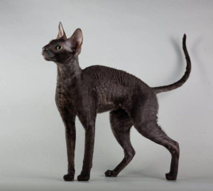 Photo №4. Je vais vendre cornish rex en ville de Milan. annonce privée, de l'abri, éleveur - prix - 700€