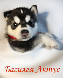 Photo №2 de l'annonce № 3317 de la vente husky de sibérie - acheter à Biélorussie annonce privée