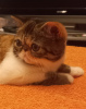 Photo №4. Je vais vendre exotic shorthair en ville de Москва. annonce privée - prix - 1€