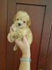 Photo №3. Je vends d'adorables chiots maltipoo. Serbie