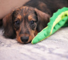 Photos supplémentaires: Chiots lapins teckel à poil dur, garçons, 3 mois