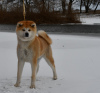 Photo №1. akita (chien) - à vendre en ville de Cherkassky Bishkin | négocié | Annonce №10441