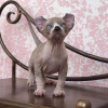 Photo №3. ADORABLES CHATONS SPHYNX ET BAMBINO POUR VOTRE MAISON. Allemagne