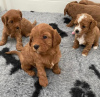 Photo №3. Superbes chiots jouets Maltipoo. Allemagne