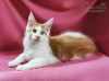 Photo №1. maine coon - à vendre en ville de Kazan | 281€ | Annonce № 7490