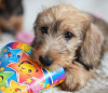 Photos supplémentaires: Chiots lapins teckel à poil dur, garçons, 3 mois