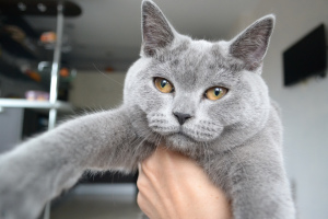 Photo №2 de l'annonce № 958 de la vente british shorthair - acheter à Biélorussie annonce privée, de la fourrière, éleveur