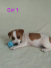 Photo №1. jack russell terrier - à vendre en ville de Миргород | 372€ | Annonce №17420