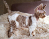 Photo №1. devon rex - à vendre en ville de Swellendam Local Municipality | 322€ | Annonce № 111727