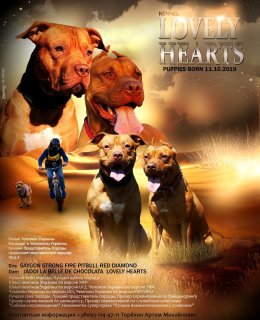 Photos supplémentaires: Niche Pit Bull LOOLY HEARTS, chiots