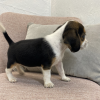 Photo №2 de l'annonce № 50496 de la vente beagle - acheter à USA annonce privée