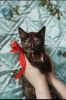 Photo №1. chat de gouttière - à vendre en ville de Minsk | Gratuit | Annonce № 93611