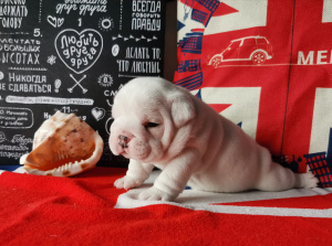 Photo №1. bulldog anglais - à vendre en ville de Volgograd | 1002€ | Annonce №3904