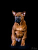 Photo №1. chien thaïlandais à crête dorsale - à vendre en ville de Penza | 382€ | Annonce №9926