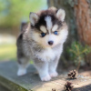 Photo №3. MINI HUSKY POMERANIEN - POMSKY. Allemagne