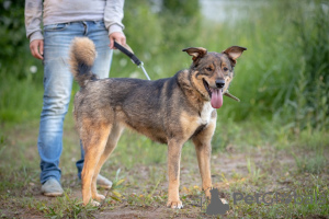 Photo №2 de l'annonce № 7371 de la vente chien bâtard - acheter à Fédération de Russie annonce privée