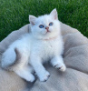 Photo №2 de l'annonce № 89825 de la vente british shorthair - acheter à Allemagne annonce privée