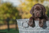 Photos supplémentaires: Chiots Labrador Retriever pure race à vendre