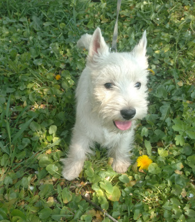 Photo №2 de l'annonce № 6330 de la vente west highland white terrier - acheter à Ukraine de la fourrière