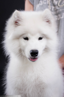 Photos supplémentaires: Samoyed. Garçon intelligent