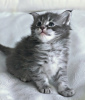 Photo №4. D'adorables chatons en adoption gratuite près de chez vous en USA. Annonce № 66725