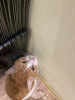 Photo №3. Le merveilleux chat roux Bonechka est à la recherche d'un foyer et d'une famille. Biélorussie