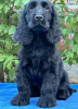 Photo №1. cocker spaniel anglais - à vendre en ville de Ada | Gratuit | Annonce №113038