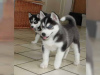 Photo №1. husky de sibérie - à vendre en ville de Nizhny Novgorod | Gratuit | Annonce №35488