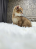 Photo №4. Je vais vendre chat chinchilla en ville de Бельцы. annonce privée - prix - 600€