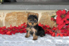 Photo №3. Yorkshire Terriers à vendre. Allemagne