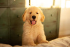 Photo №1. golden retriever - à vendre en ville de Ahmadi | négocié | Annonce №85226