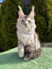 Photo №1. maine coon - à vendre en ville de Noordwijk | Gratuit | Annonce № 100096