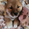 Photo №4. Je vais vendre shiba en ville de Rzeszów. éleveur - prix - 860€