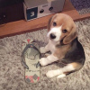 Photo №4. Je vais vendre beagle en ville de Франкфурт-на-Майне. annonce privée - prix - 331€