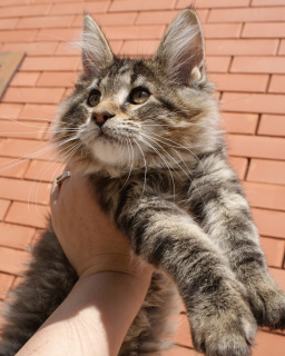 Photo №2 de l'annonce № 6334 de la vente maine coon - acheter à Fédération de Russie de la fourrière