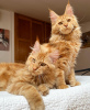 Photo №1. maine coon - à vendre en ville de Colorado Springs | 284€ | Annonce № 103253