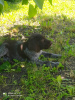 Photo №1. chien d'arrêt allemand à poil dur - à vendre en ville de Feodosia | 237€ | Annonce №52182