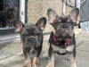 Photo №1. bouledogue - à vendre en ville de Vienna | 379€ | Annonce №38280