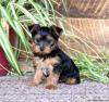 Photo №2 de l'annonce № 44764 de la vente yorkshire terrier - acheter à Allemagne 