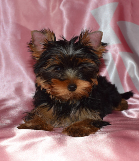 Photo №4. Je vais vendre yorkshire terrier en ville de Saint-Pétersbourg. éleveur - prix - 573€