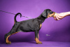 Photo №3. Chiots Dobermann. Serbie