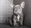 Photo №1. bouledogue - à vendre en ville de Hyde Park | 379€ | Annonce №84369