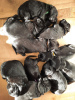 Photo №3. Schnauzer géant chiots mignons à vendre. Estonie