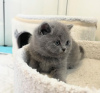 Photo №1. british shorthair - à vendre en ville de New york | 284€ | Annonce № 118022