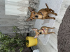 Photo №2 de l'annonce № 52016 de la vente petit chien russe - acheter à Belgique 